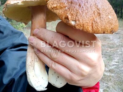 будинок за адресою Центральна