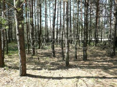 ділянка за адресою Київська