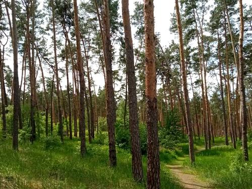 будинок за адресою Ліснича вул.
