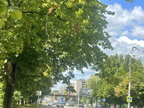 квартира за адресою Володимира Великого вул. (), 51