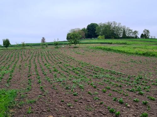 дом по адресу с. Рясники, Горбаківська
