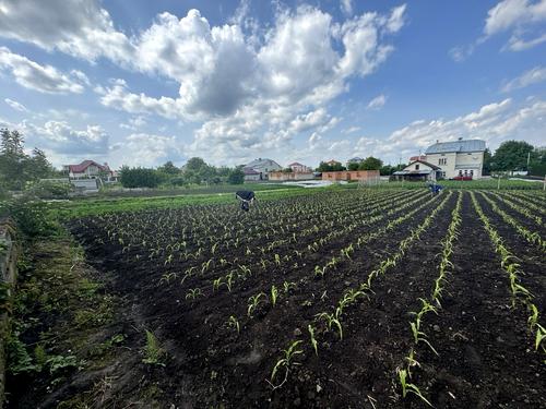 ділянка за адресою с. Великі Грибовичі, Стуса
