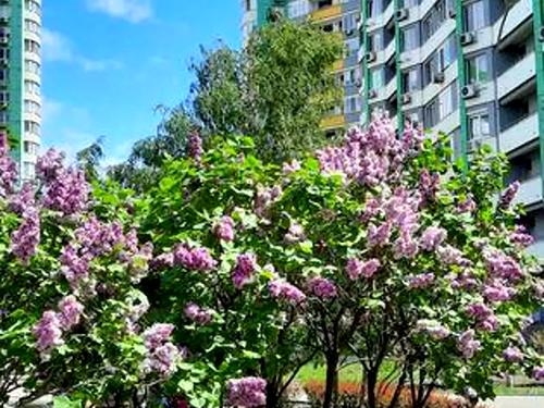квартира за адресою Вишгородська вул., 45Б/1
