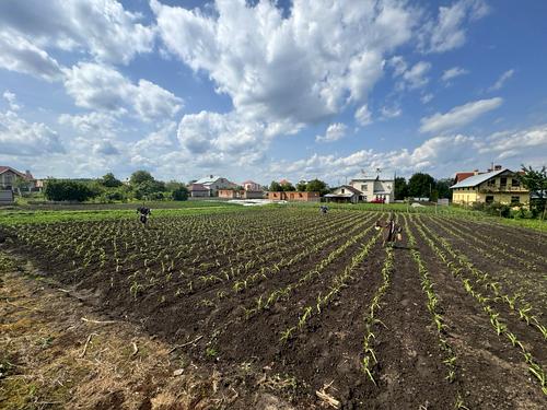 ділянка за адресою с. Великі Грибовичі, Стуса