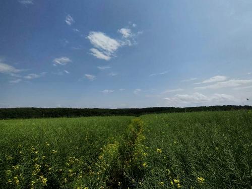 ділянка за адресою алгоритмічна